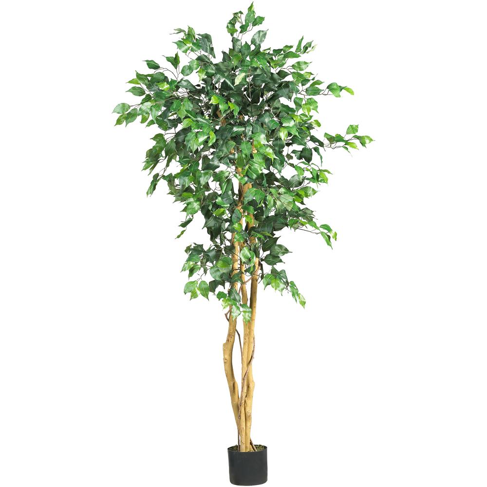 5ft. Ficus Tree. Picture 1