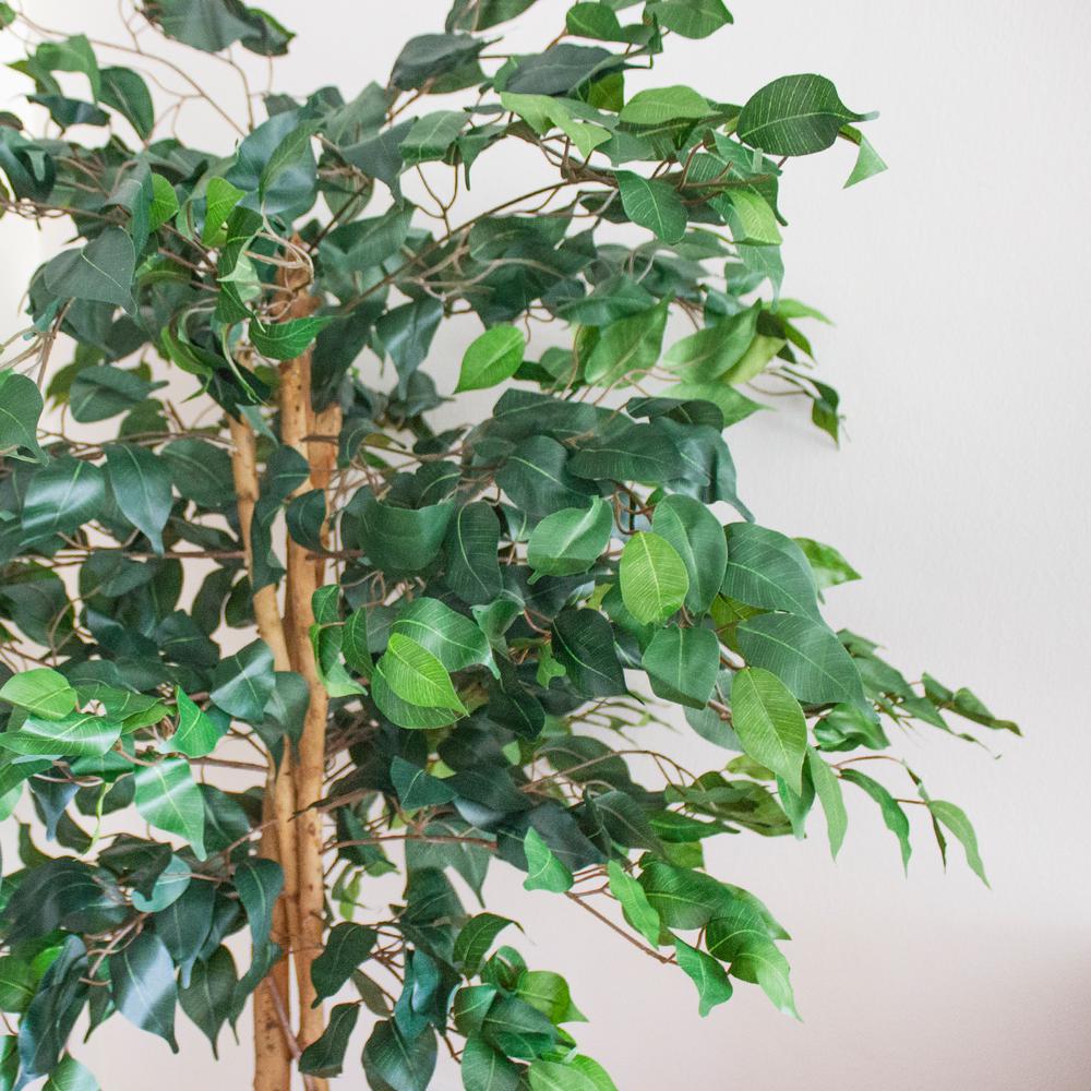 5ft. Ficus Tree. Picture 3