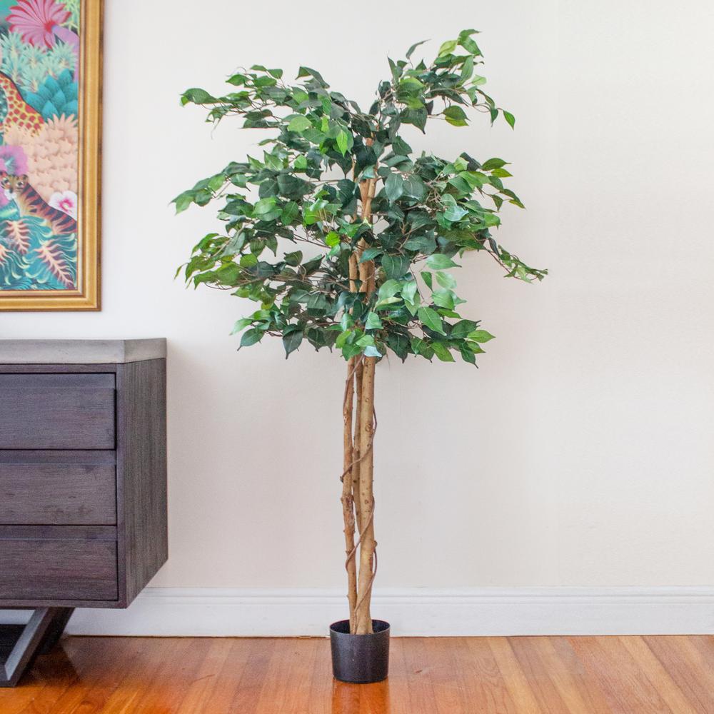 5ft. Ficus Tree. Picture 7