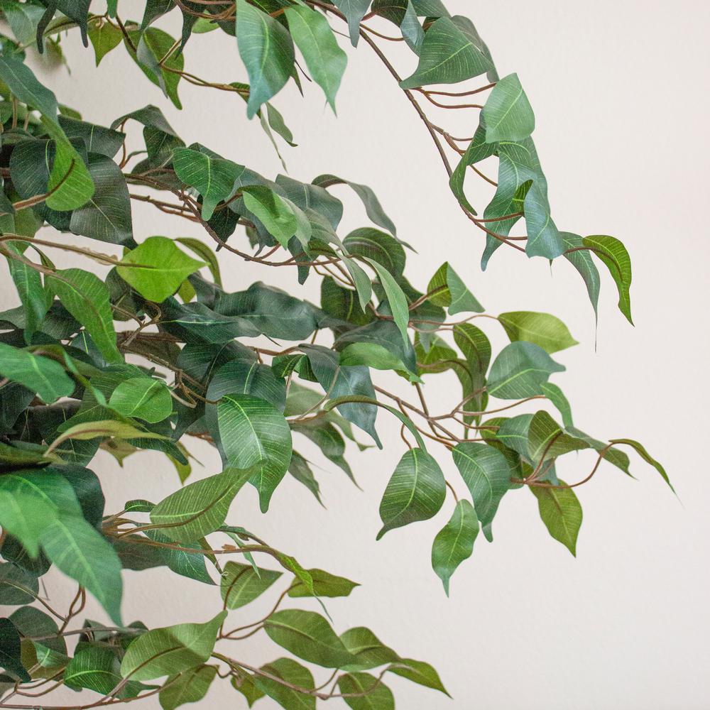7ft. Ficus Silk Tree. Picture 7