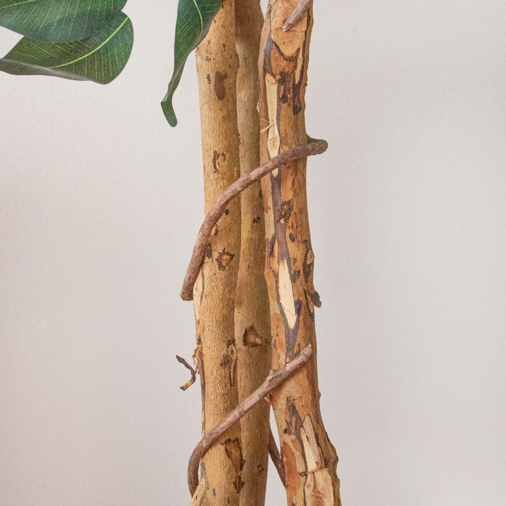7ft. Ficus Silk Tree. Picture 9