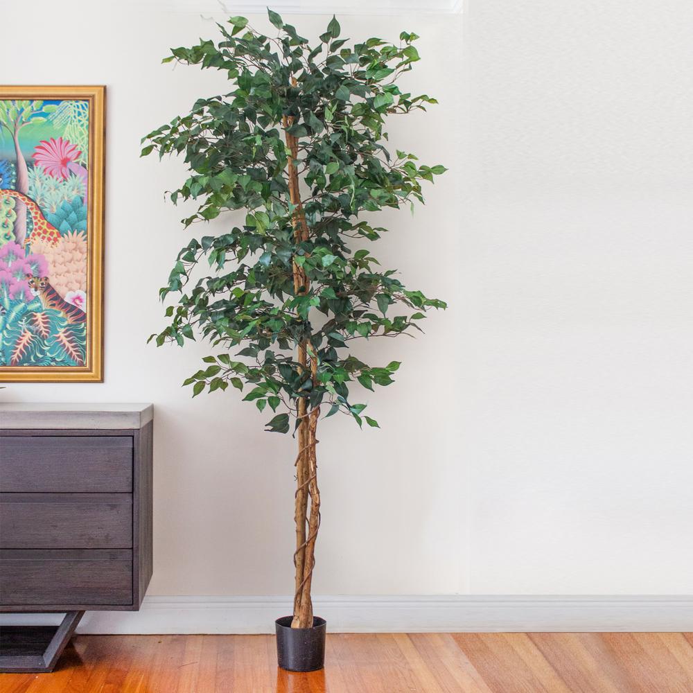 7ft. Ficus Silk Tree. Picture 4