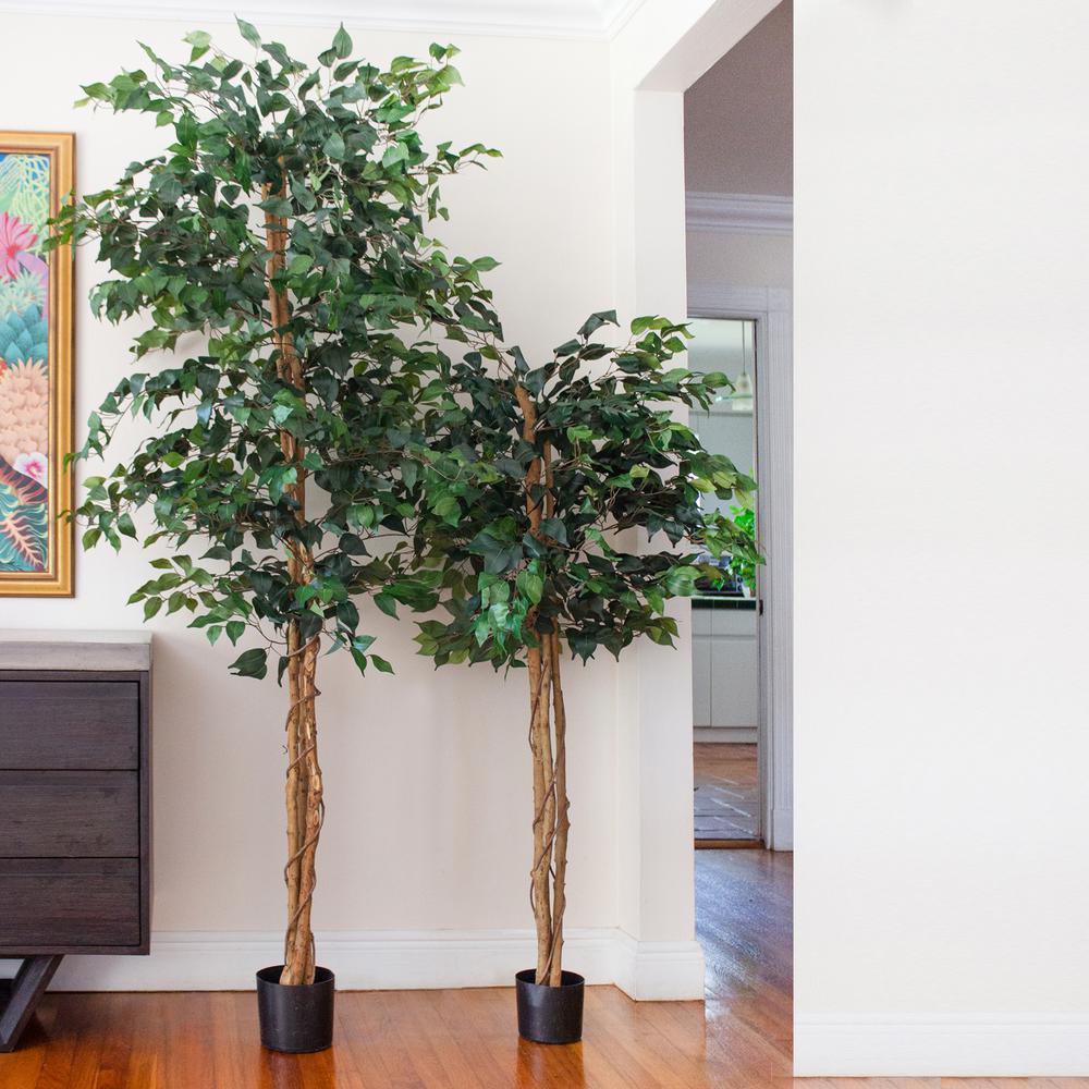 7ft. Ficus Silk Tree. Picture 5