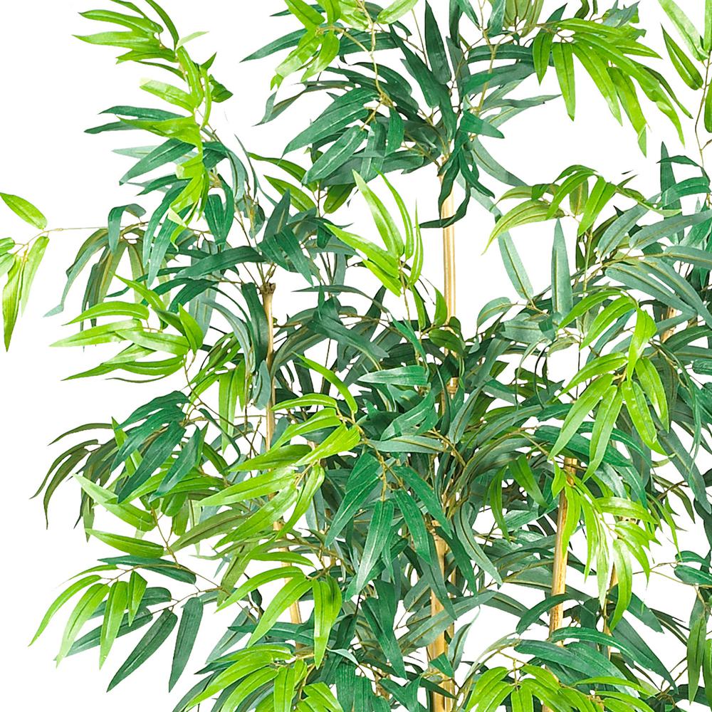 6ft. Bambusa Bamboo Silk Tree. Picture 2