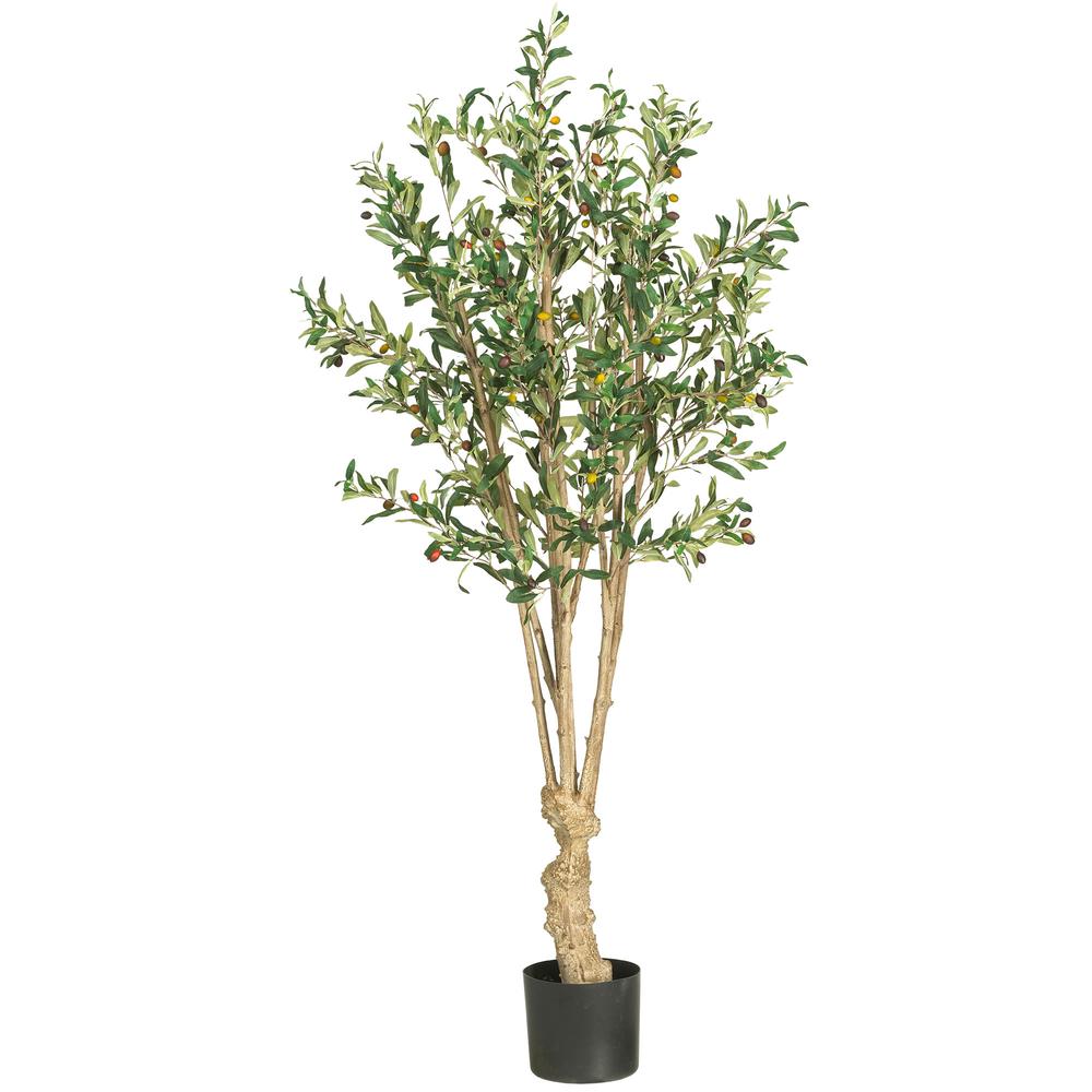 5' Olive Tree w/1380 Lvs. Picture 1