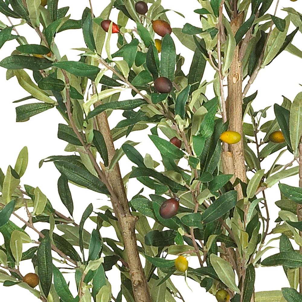 5' Olive Tree w/1380 Lvs. Picture 2