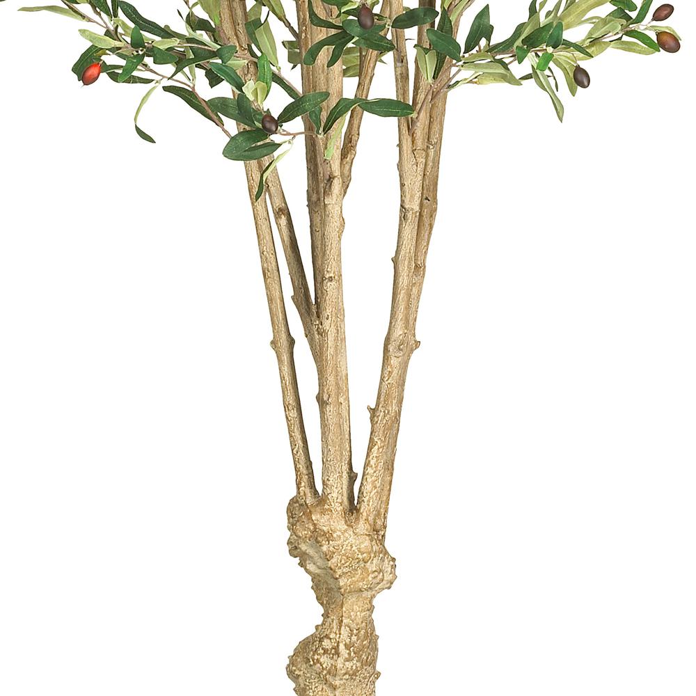5' Olive Tree w/1380 Lvs. Picture 3