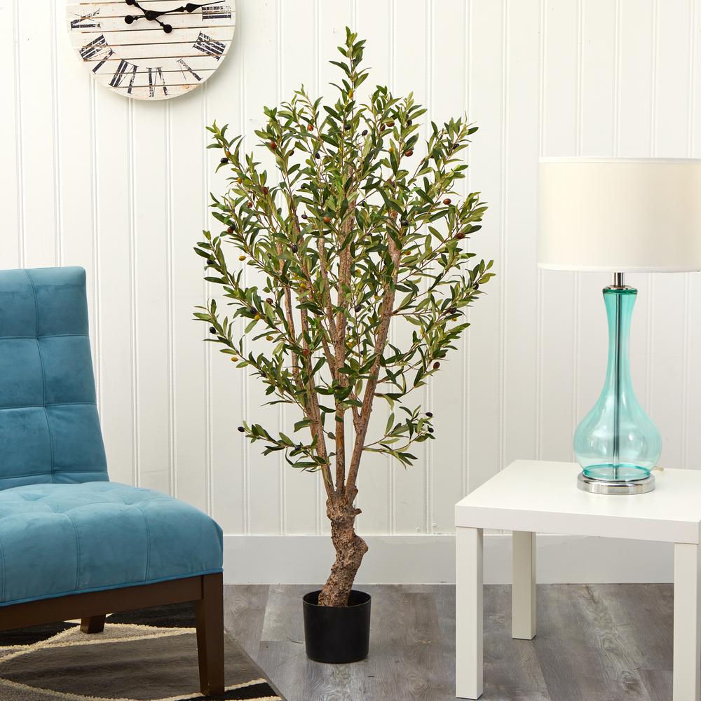 5' Olive Tree w/1380 Lvs. Picture 7