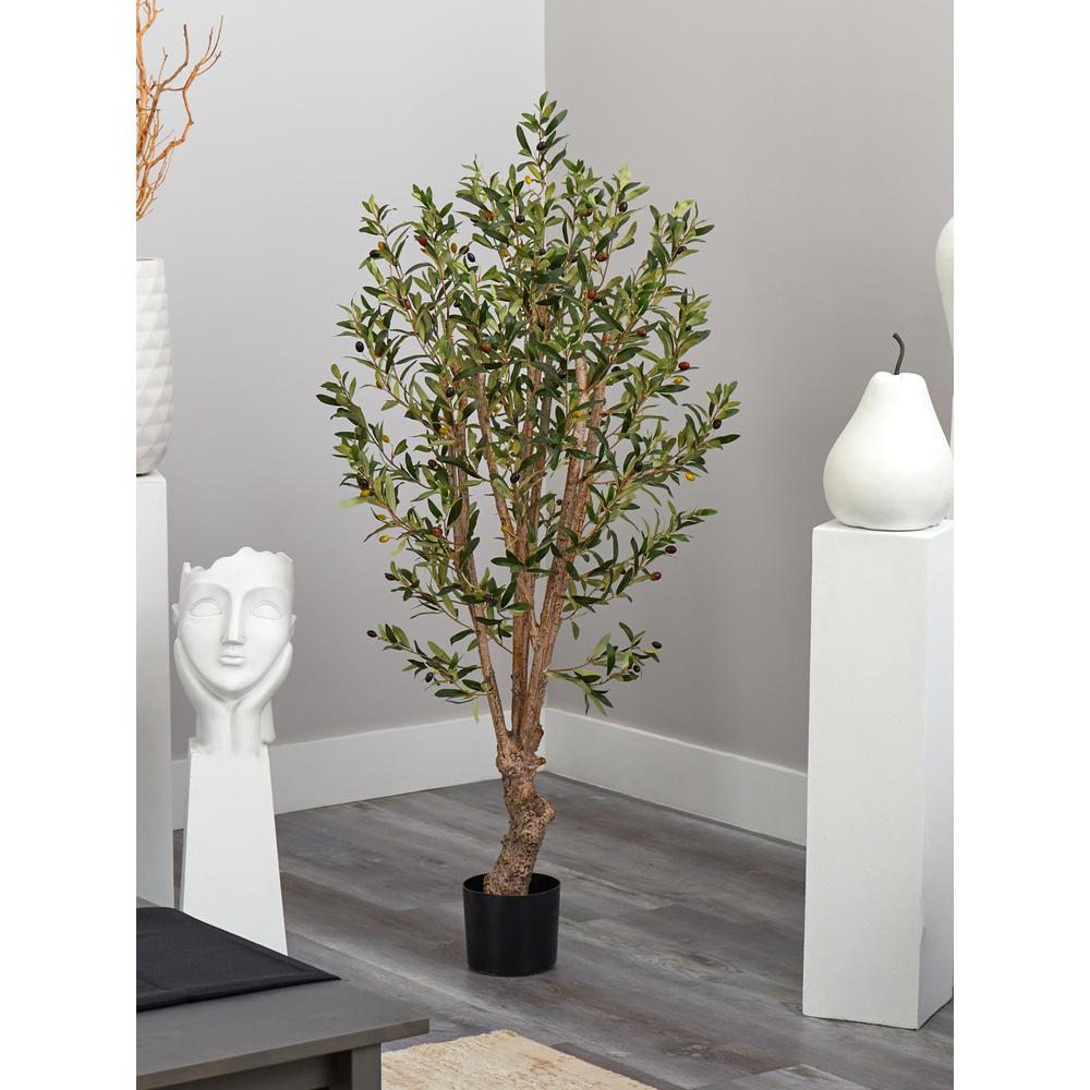 5' Olive Tree w/1380 Lvs. Picture 4