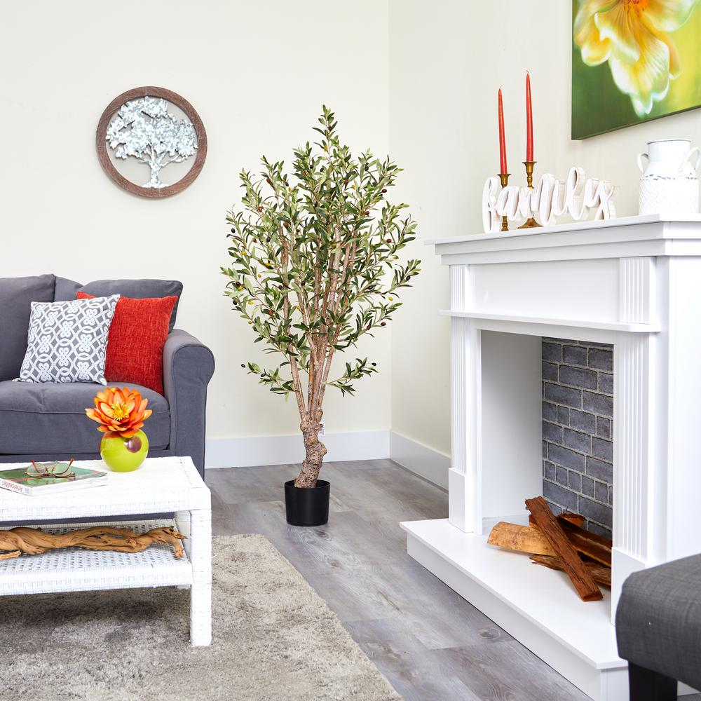 5' Olive Tree w/1380 Lvs. Picture 5