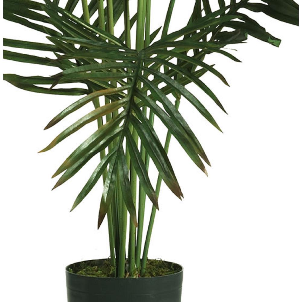5ft. Paradise Palm. Picture 8