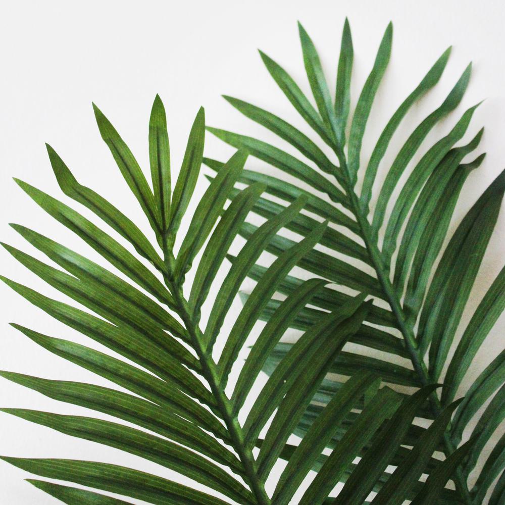 5ft. Paradise Palm. Picture 6