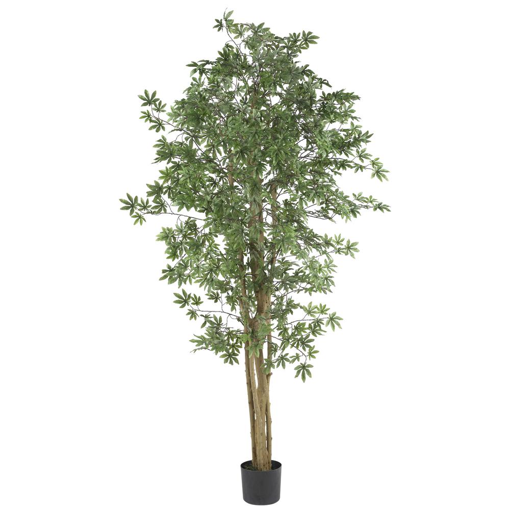6ft. Japanese Maple Silk Tree. Picture 1