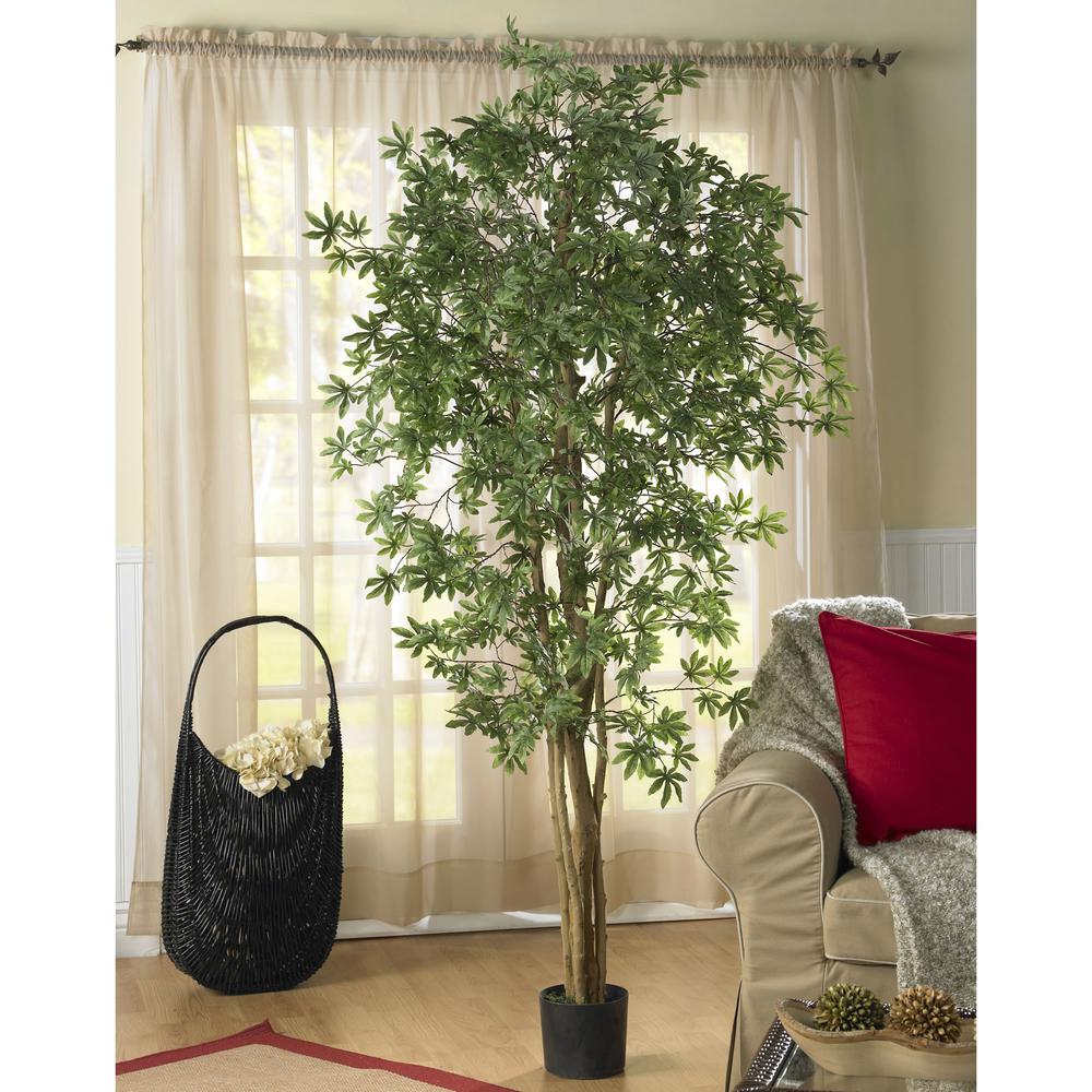6ft. Japanese Maple Silk Tree. Picture 2