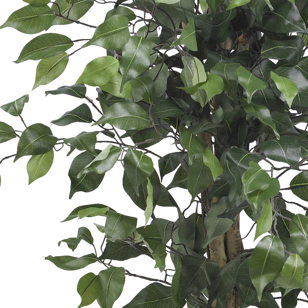 3ft. Ficus Silk Tree. Picture 2