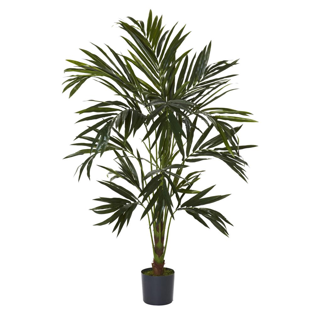 6ft. Kentia Silk Tree. Picture 1