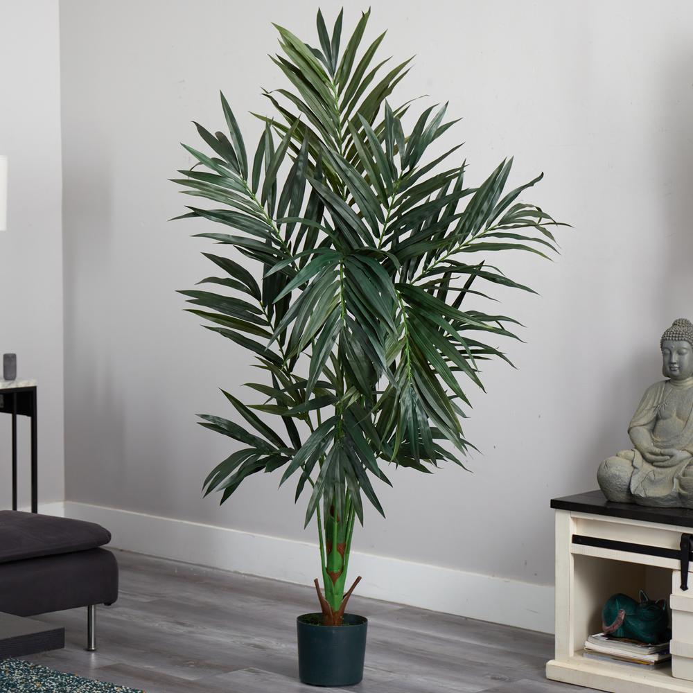 6ft. Kentia Silk Tree. Picture 3