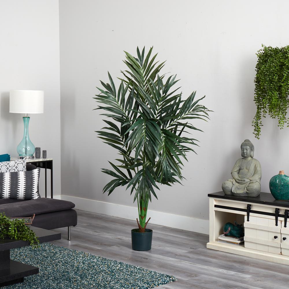 6ft. Kentia Silk Tree. Picture 2
