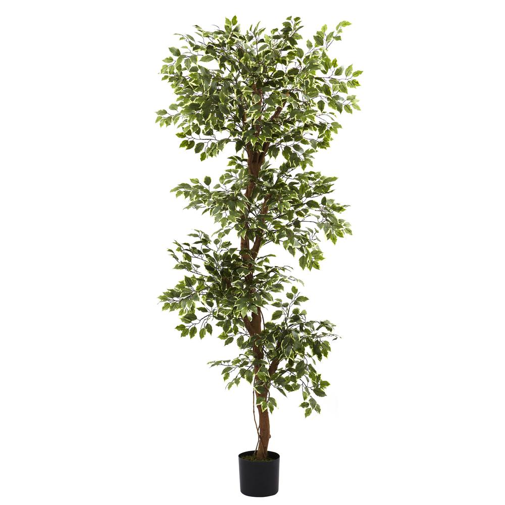6ft. Variegated Ficus Tree. Picture 1