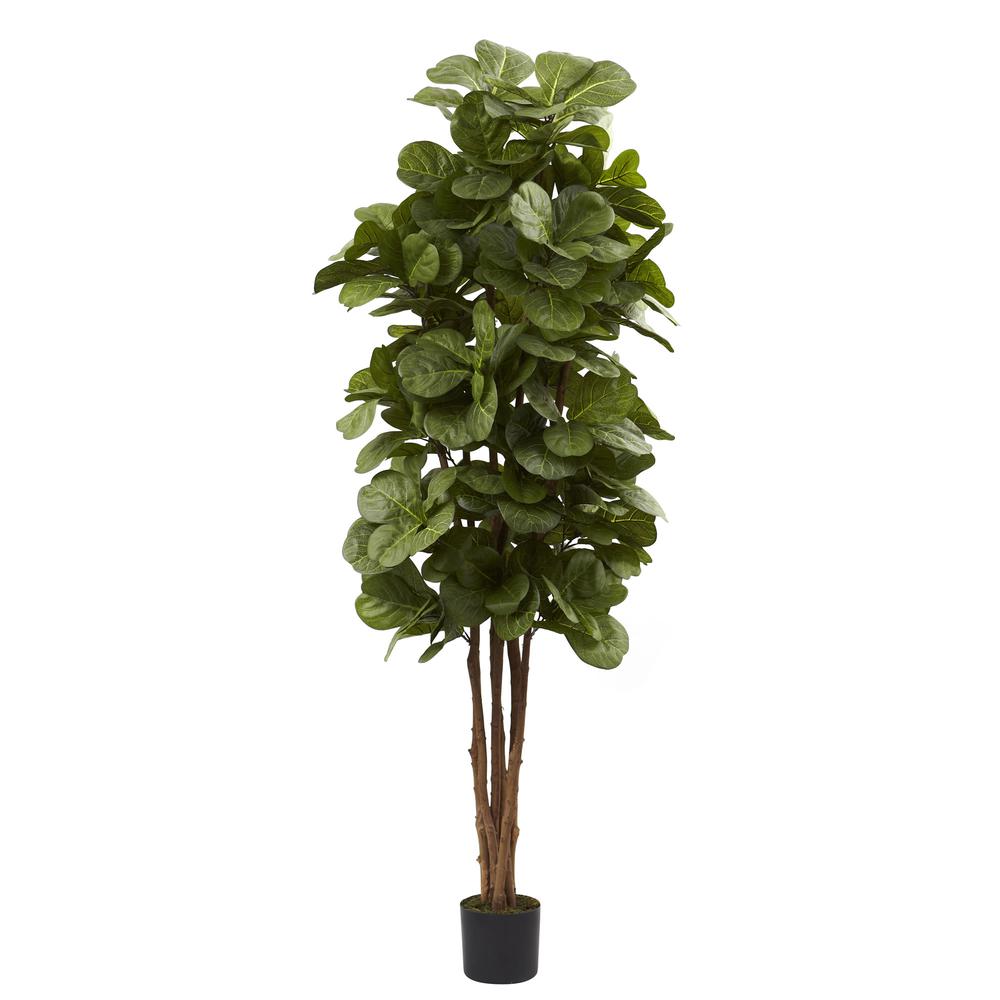 6ft. Fiddle Leaf Fig Tree. Picture 1