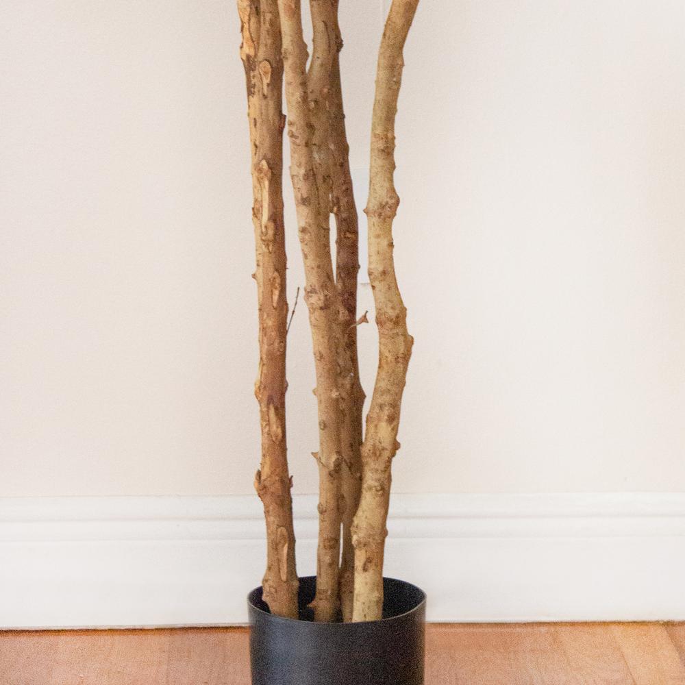 6ft. Fiddle Leaf Fig Tree. Picture 9