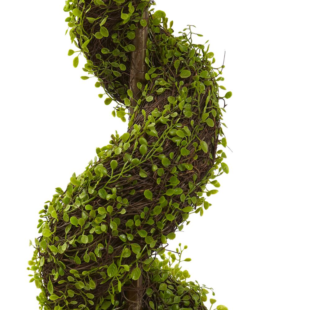 4ft. Mohlenbechia Spiral Tree. Picture 3