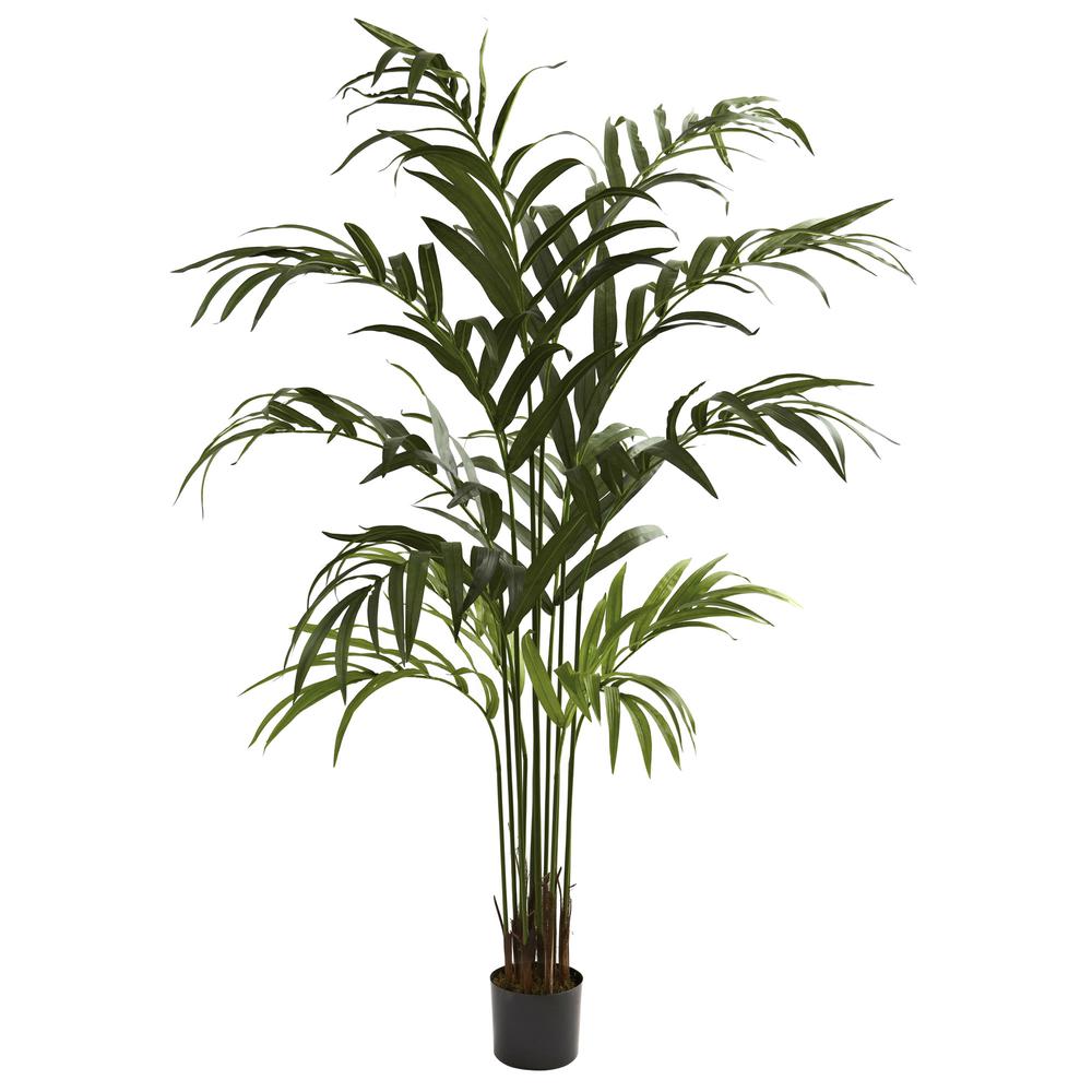 6ft. Kentia Palm Tree. Picture 1