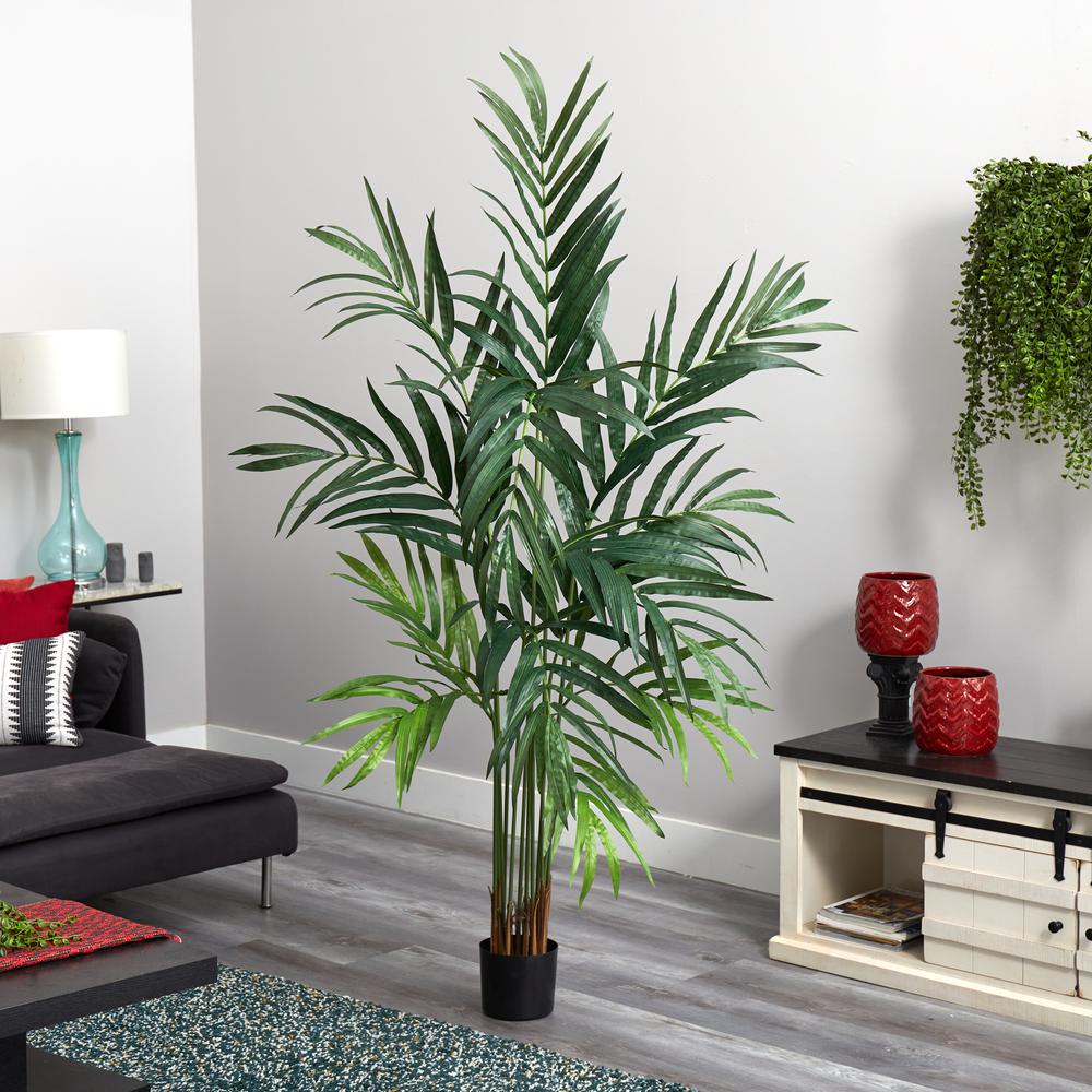 6ft. Kentia Palm Tree. Picture 2