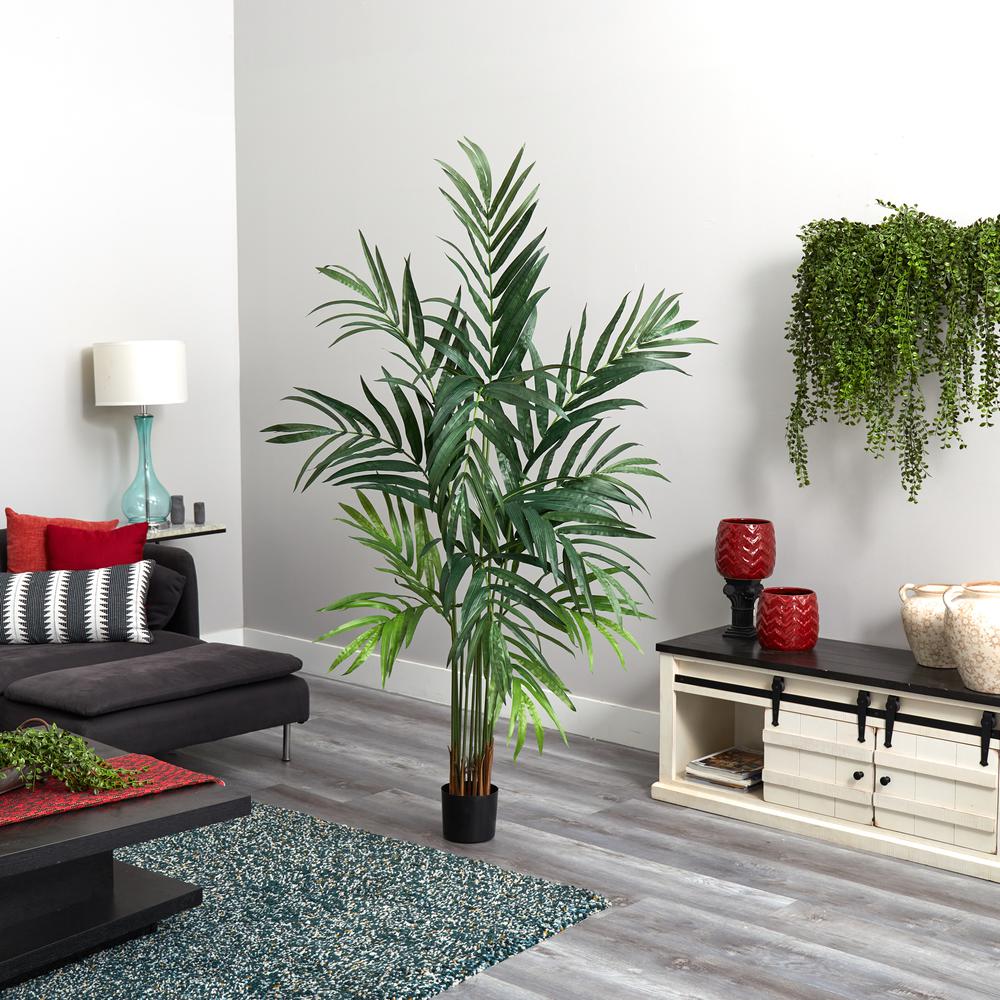 6ft. Kentia Palm Tree. Picture 3