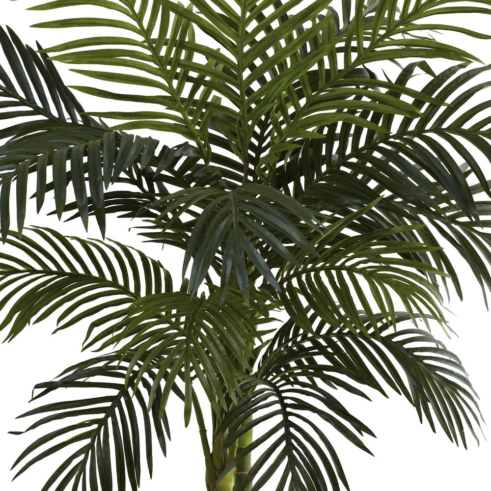 4ft. Golden Cane Palm Tree. Picture 4