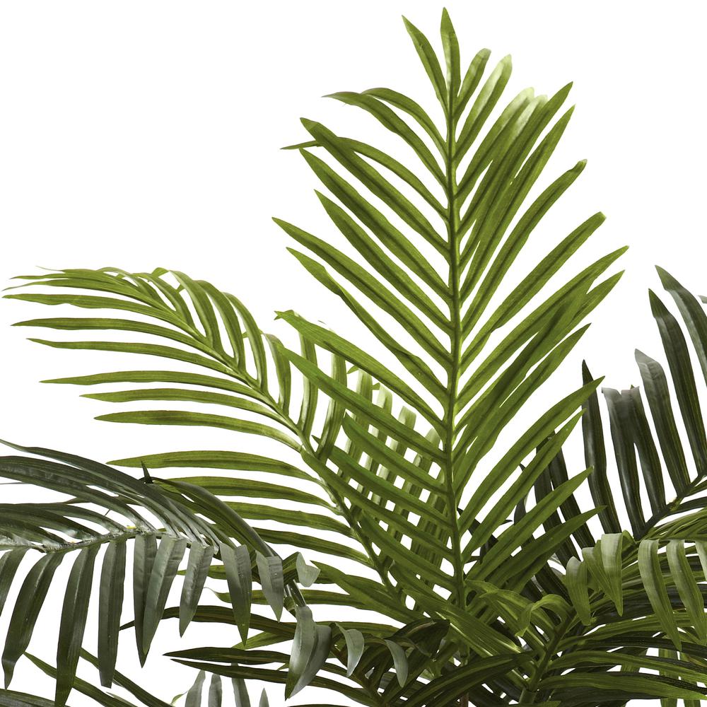 5ft. Golden Cane Palm Tree. Picture 3