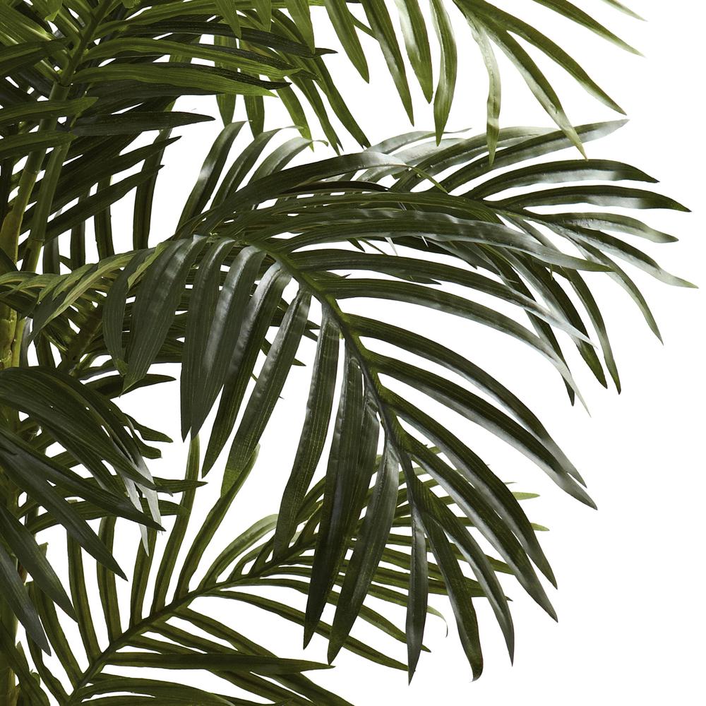 5ft. Golden Cane Palm Tree. Picture 4