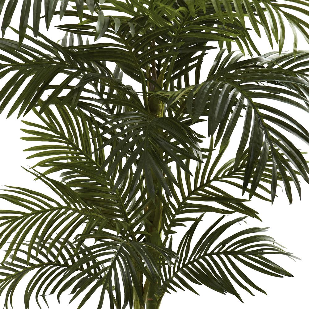 5ft. Golden Cane Palm Tree. Picture 6