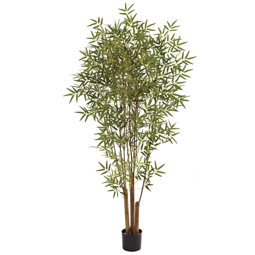 6ft. Japanese Bamboo Tree. Picture 1