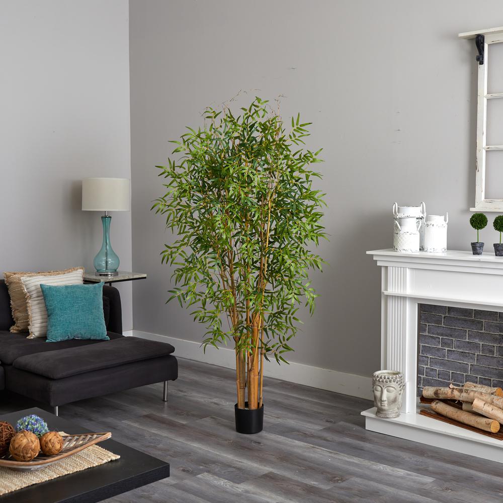 6ft. Japanese Bamboo Tree. Picture 3