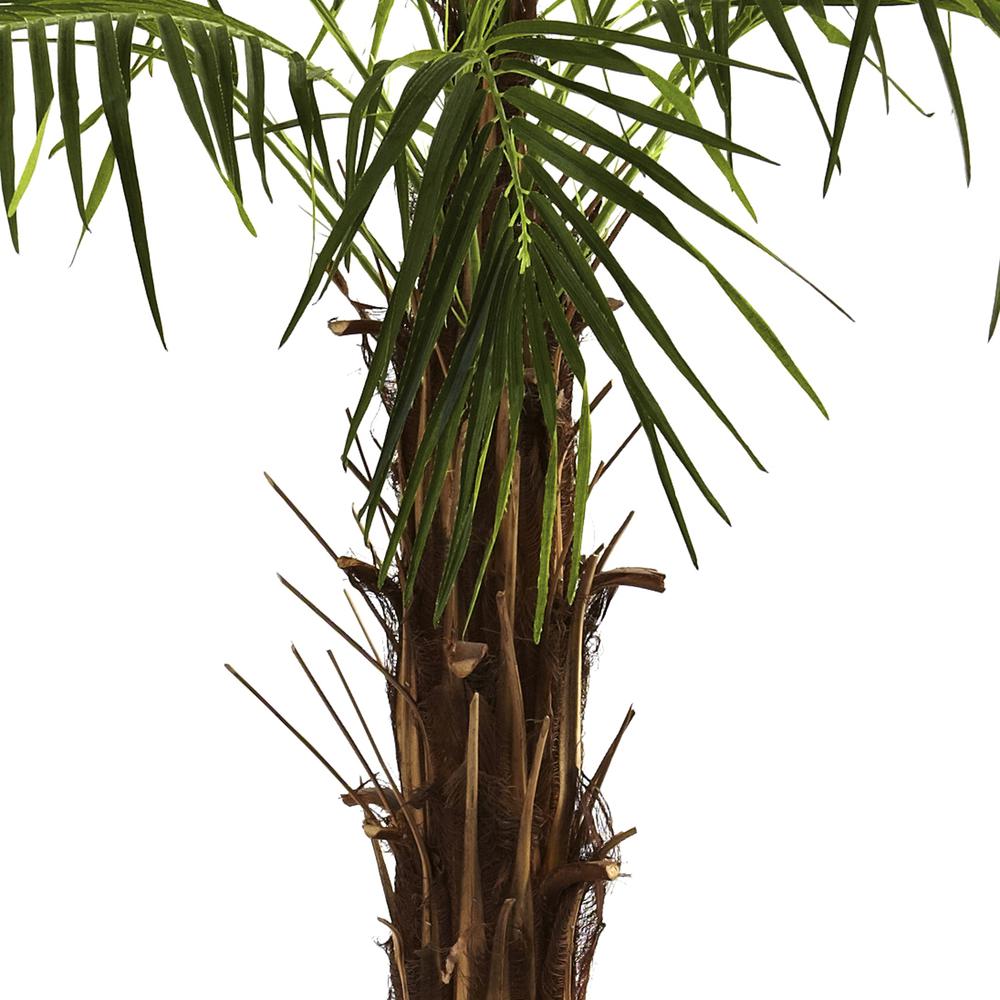 6ft. Robellini Palm Tree. Picture 4