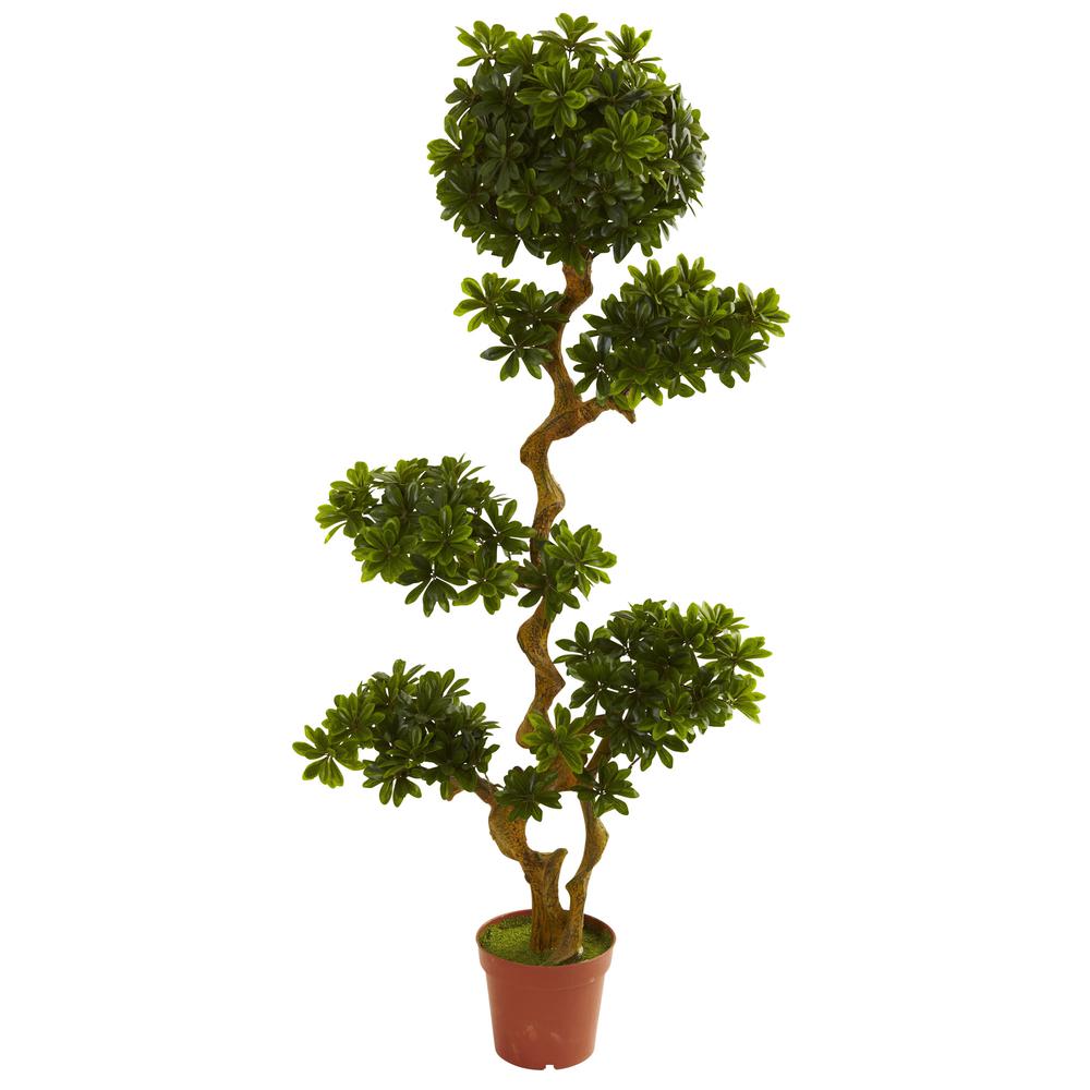 5ft. Pittosporum UV Resistant (Indoor/Outdoor). Picture 1