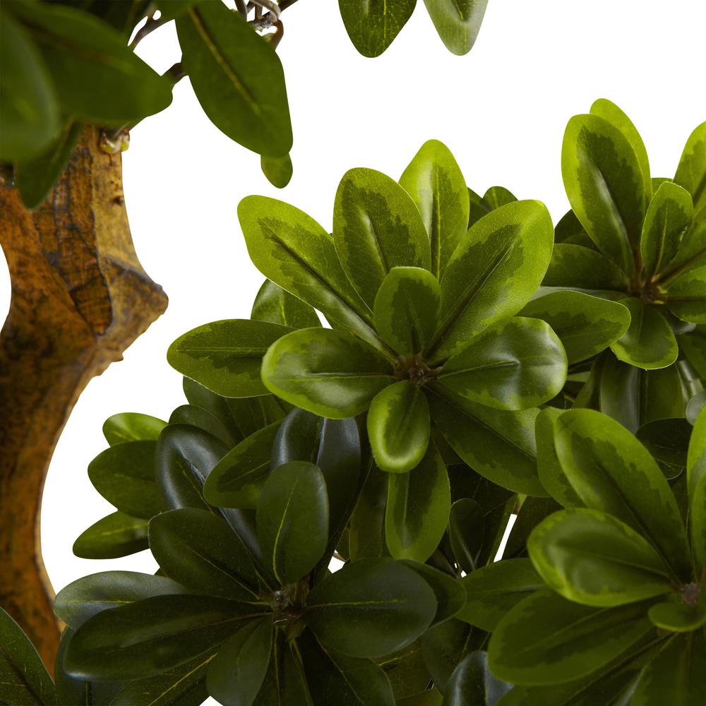 5ft. Pittosporum UV Resistant (Indoor/Outdoor). Picture 2