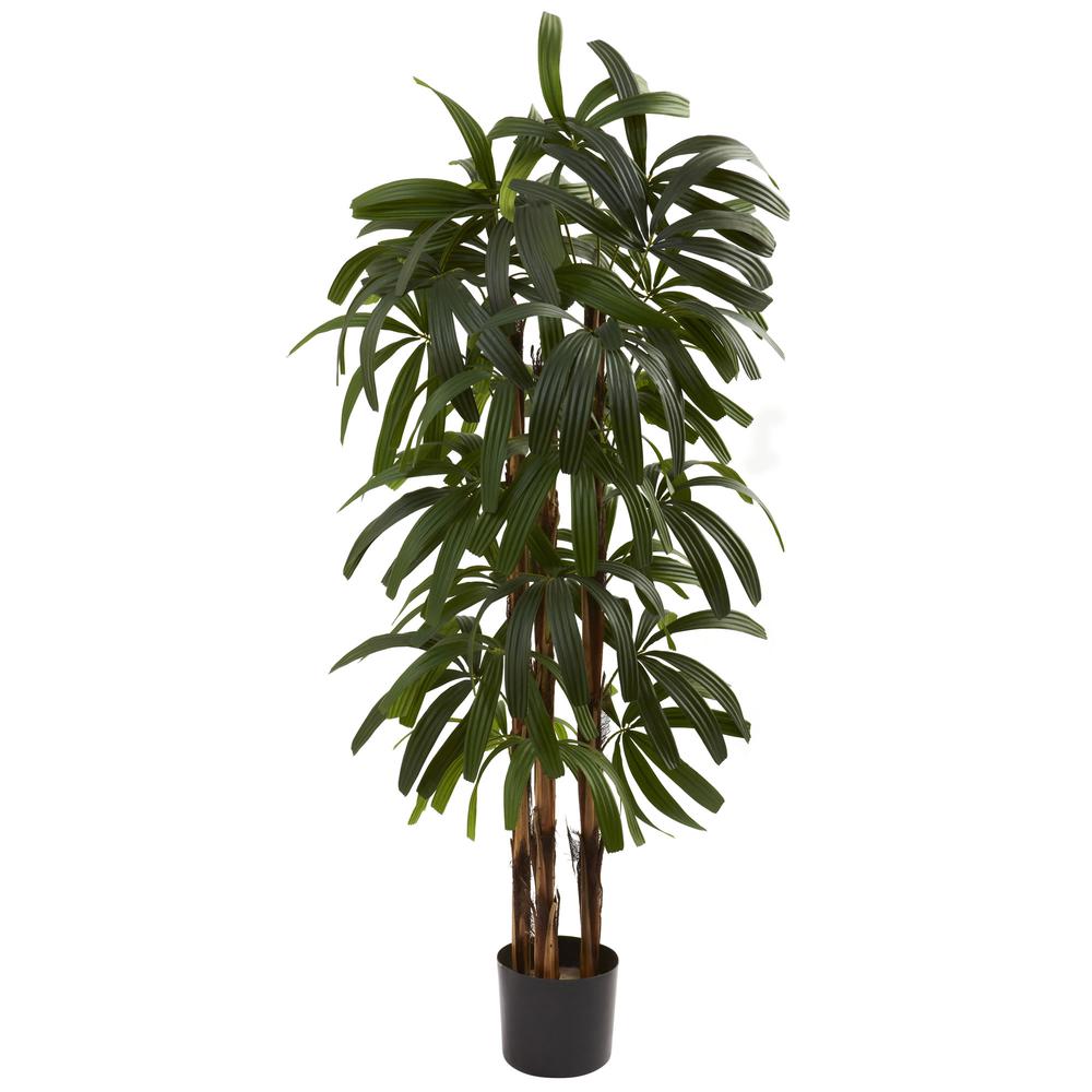 4ft. Raphis Palm Tree. Picture 1