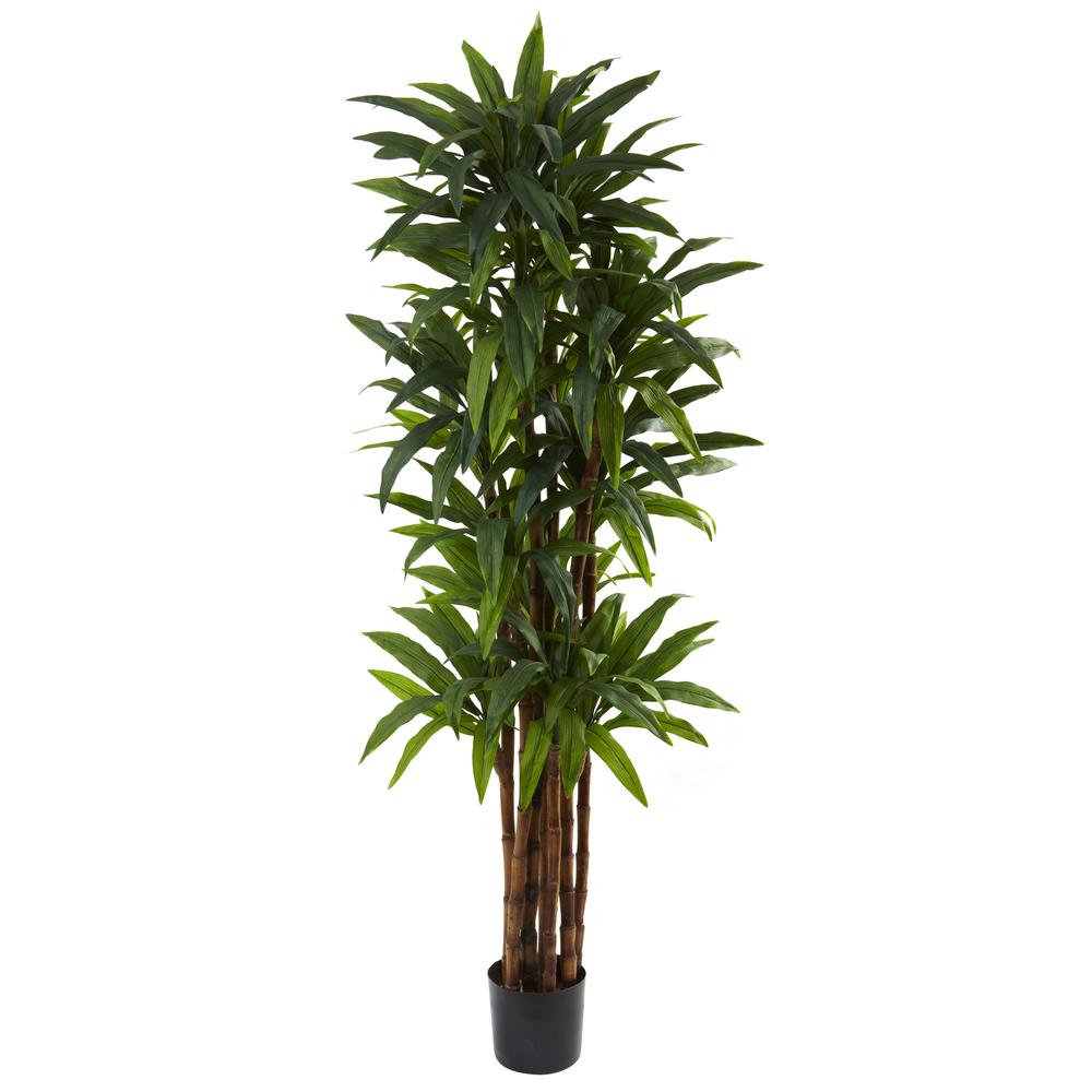 6.5ft. Dracaena Tree. Picture 1