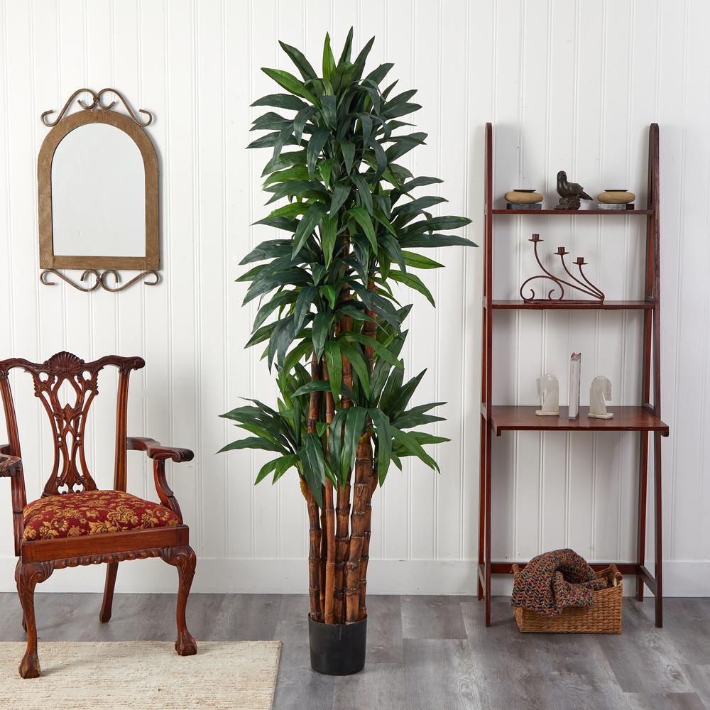 6.5ft. Dracaena Tree. Picture 2