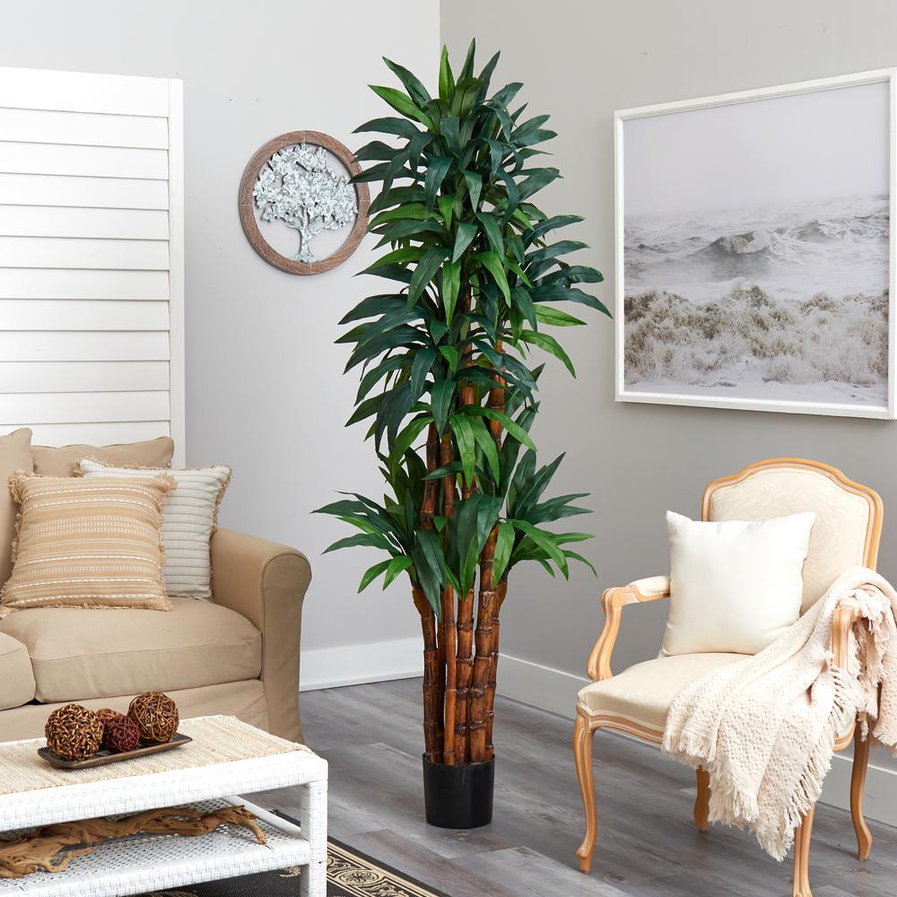 6.5ft. Dracaena Tree. Picture 3