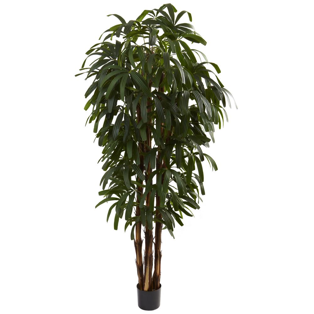 6ft. Raphis Palm Tree. Picture 1
