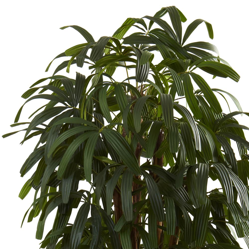 6ft. Raphis Palm Tree. Picture 4