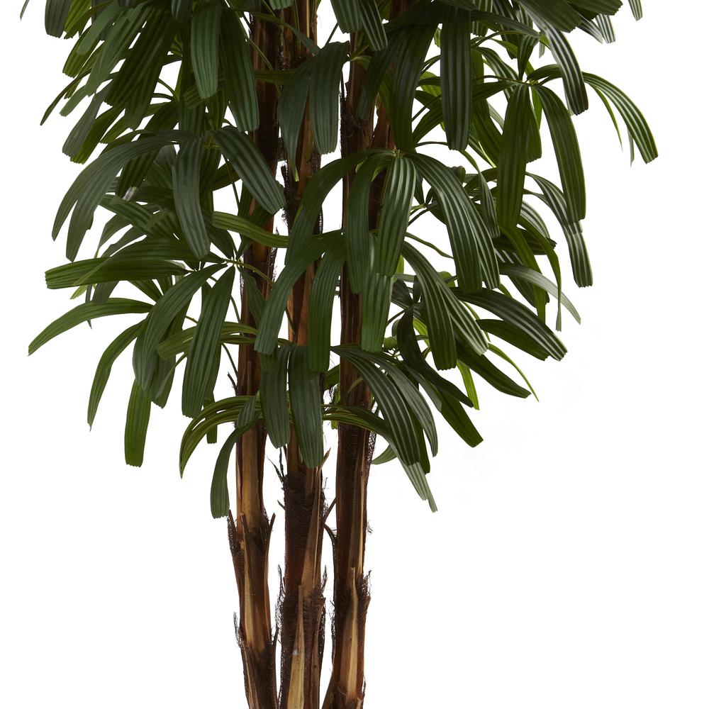 6ft. Raphis Palm Tree. Picture 5