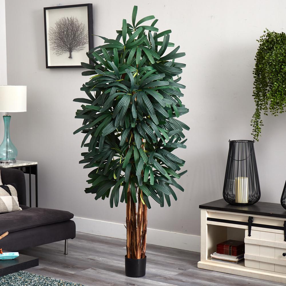6ft. Raphis Palm Tree. Picture 2