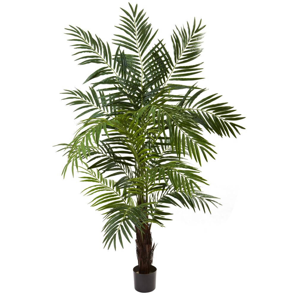 6ft. Areca Palm Tree. Picture 1