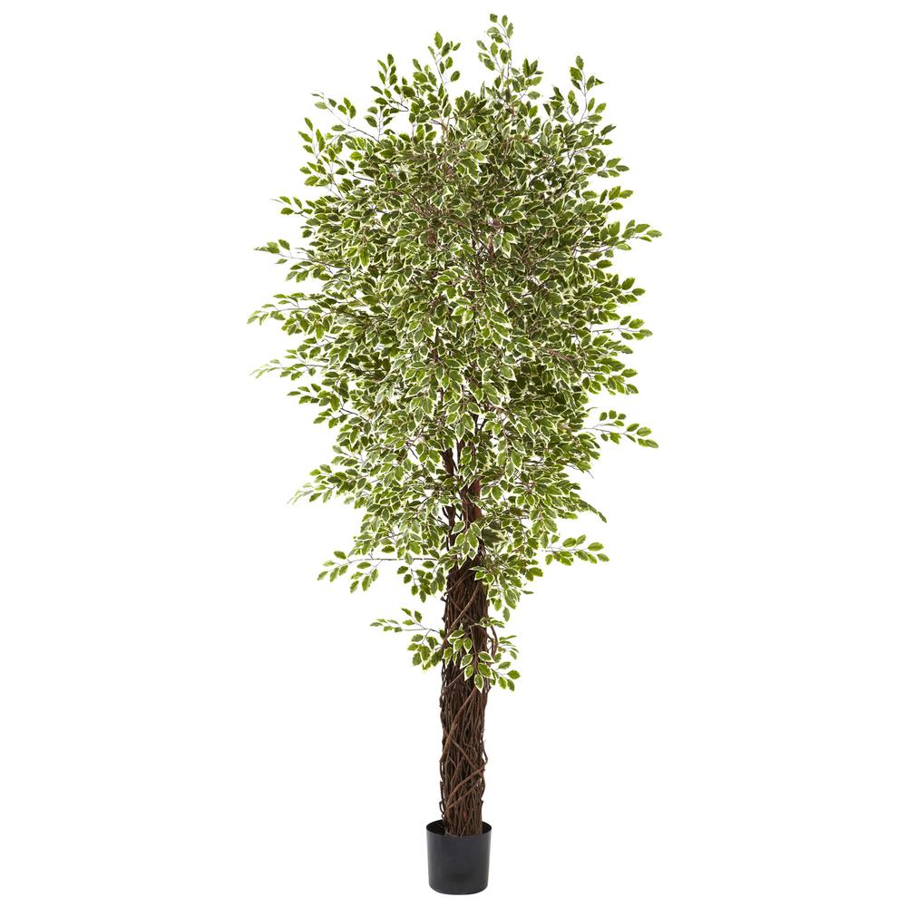 7.5ft. Variegated Mini Ficus Tree. Picture 1