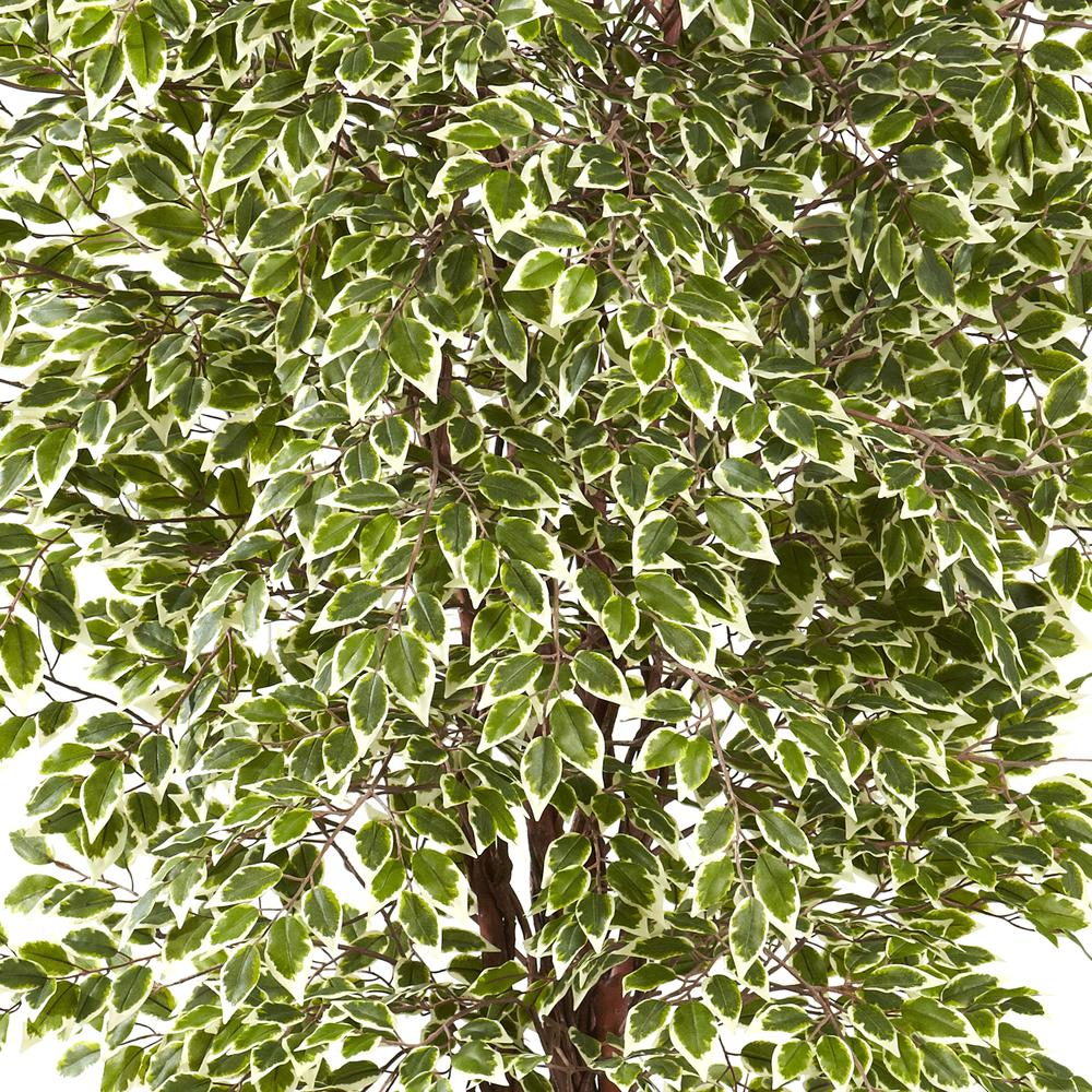 7.5ft. Variegated Mini Ficus Tree. Picture 4