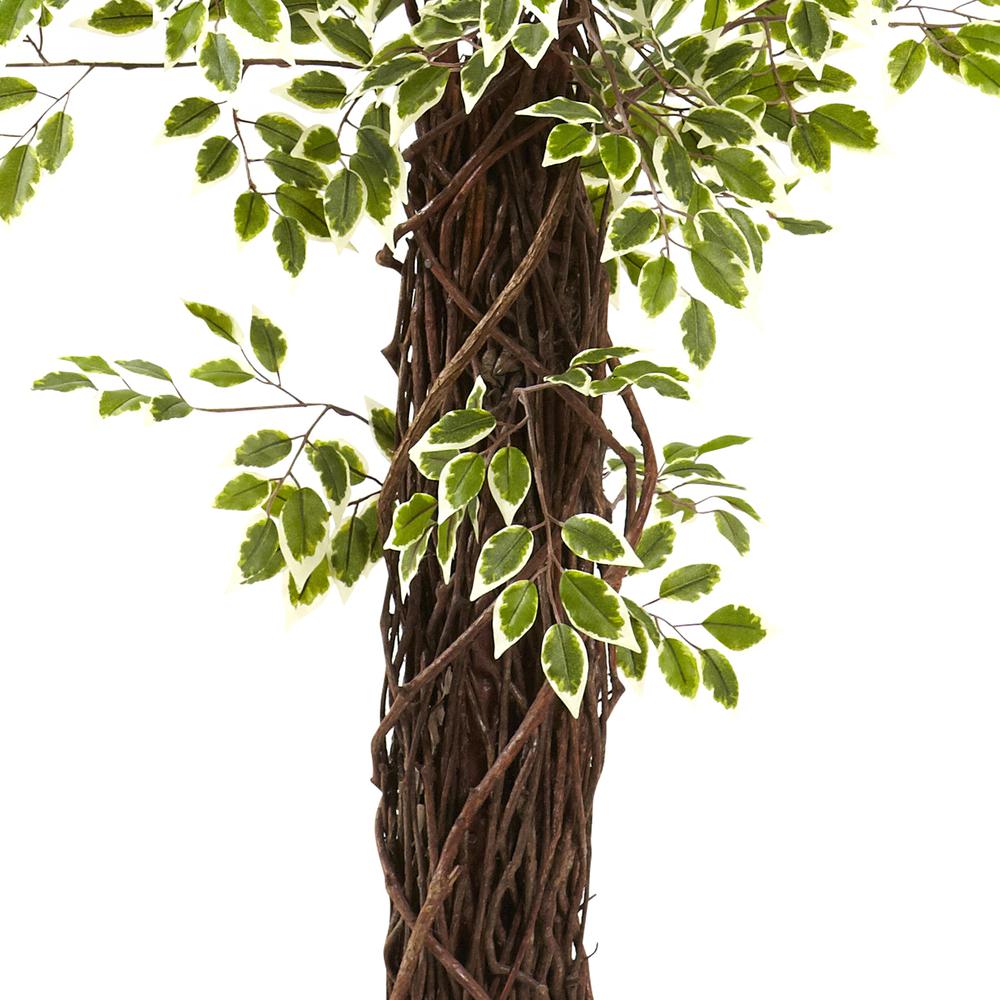 7.5ft. Variegated Mini Ficus Tree. Picture 3
